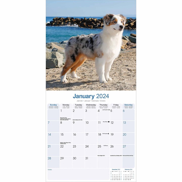 Australian Shepherd Calendar 2024