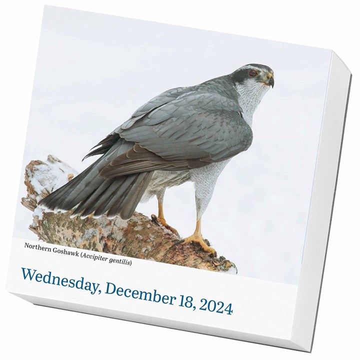 Audubon, Birds Desk Calendar 2024