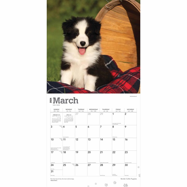 Border Collie Puppies Calendar 2024