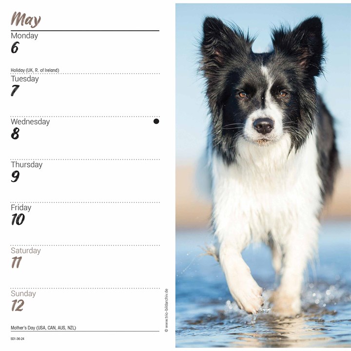 Border Collies Slim Diary 2024