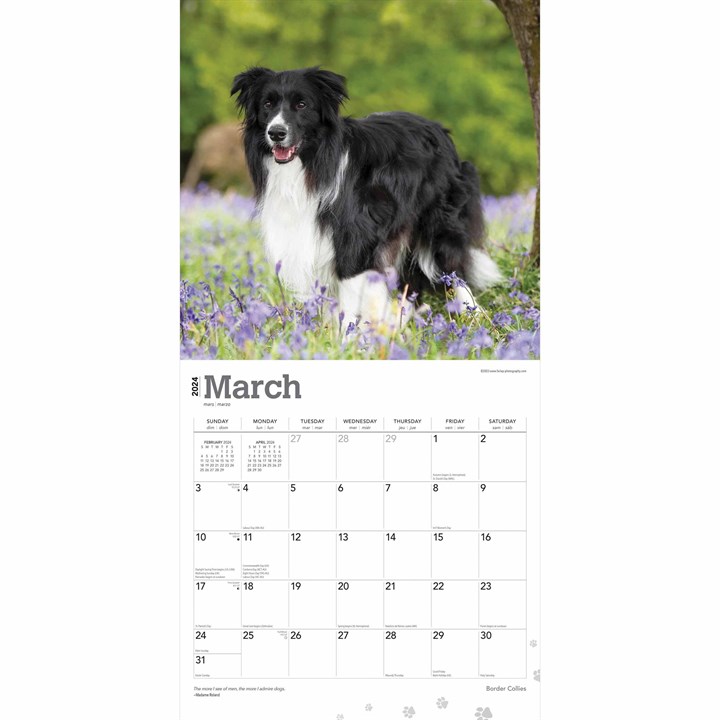 Border Collies Calendar 2024