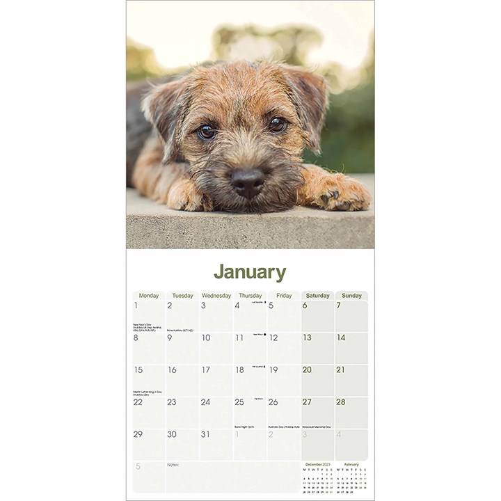 Border Terrier Calendar 2024
