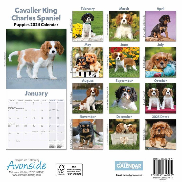 Cavalier King Charles Spaniel Puppies Mini Calendar 2024