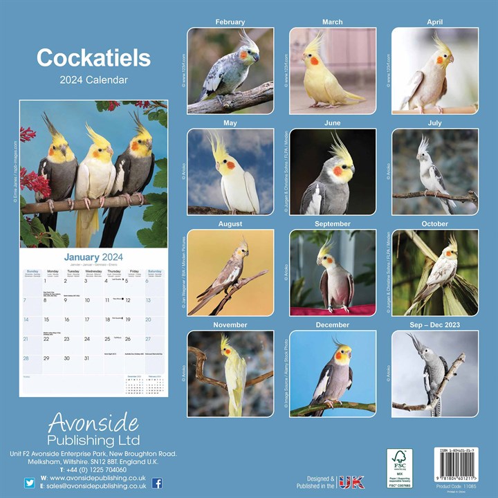 Cockatiels Calendar 2024