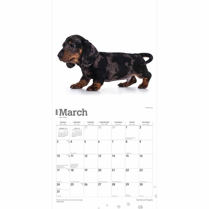 Dachshund Puppies Calendar 2024