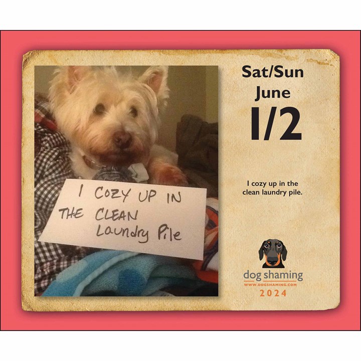 Dog Shaming Desk Calendar 2024