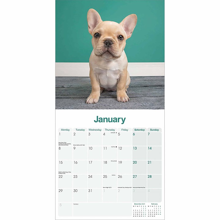 French Bulldog Calendar 2024