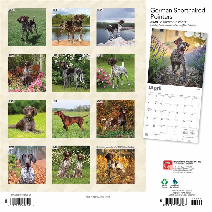 German Shorthaired Pointers Calendar 2024