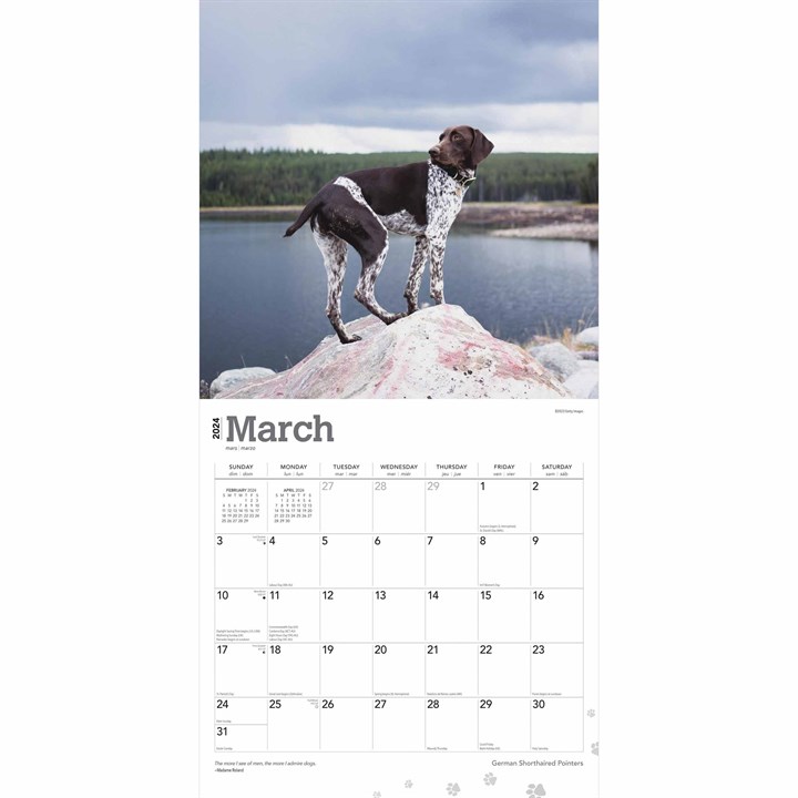 German Shorthaired Pointers Calendar 2024