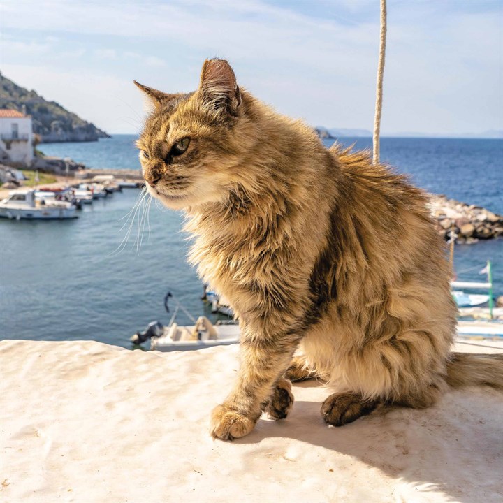 Greek Island Cats Calendar 2024