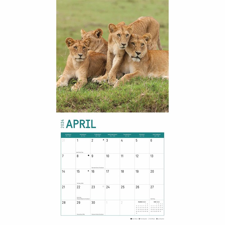 Lions Calendar 2024