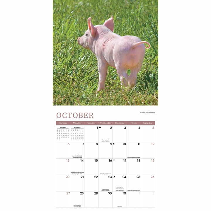 Mini Pigs Calendar 2024