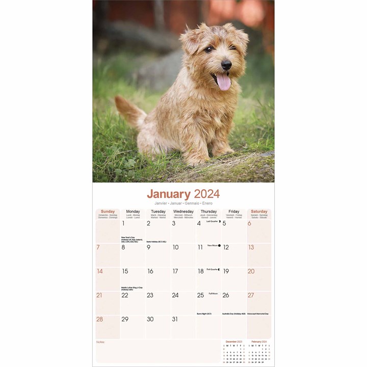 Norwich & Norfolk Terrier Calendar 2024