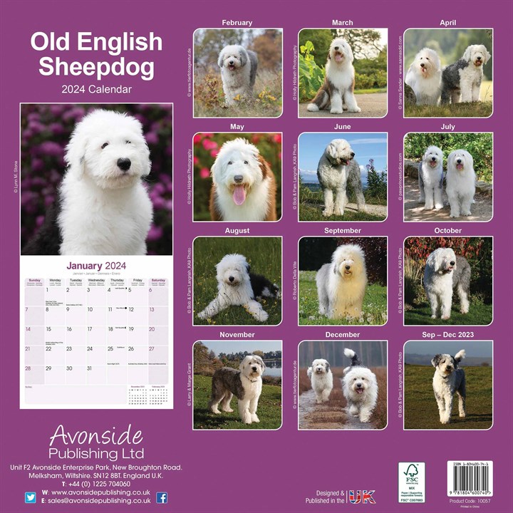 Old English Sheepdog Calendar 2024