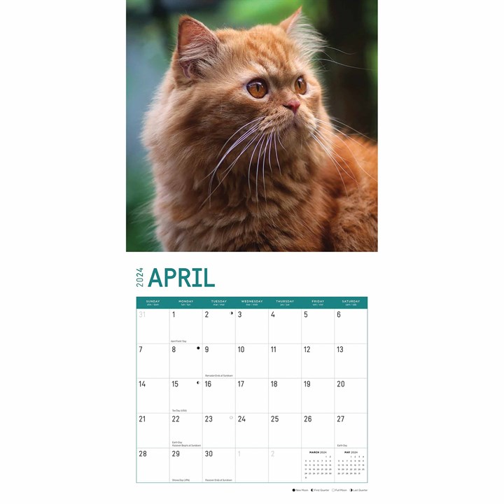 Persian Cats Calendar 2024