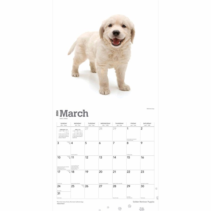 Golden Retriever Puppies Calendar 2024