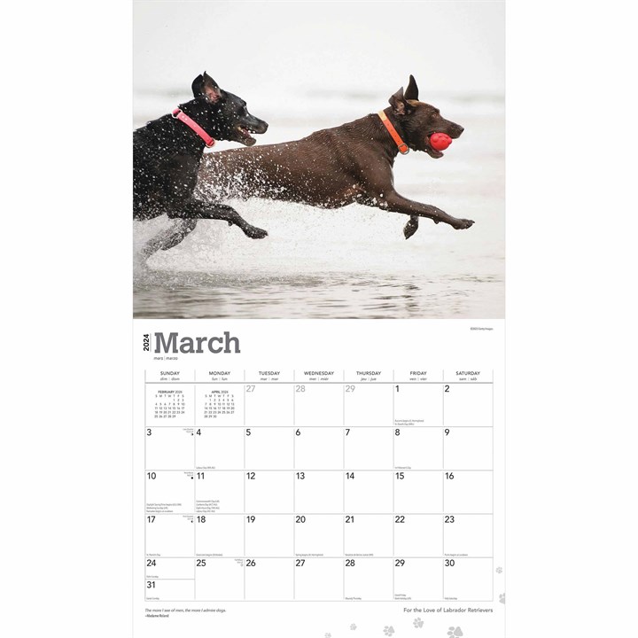 For The Love Of Labrador Retrievers Deluxe Calendar 2024