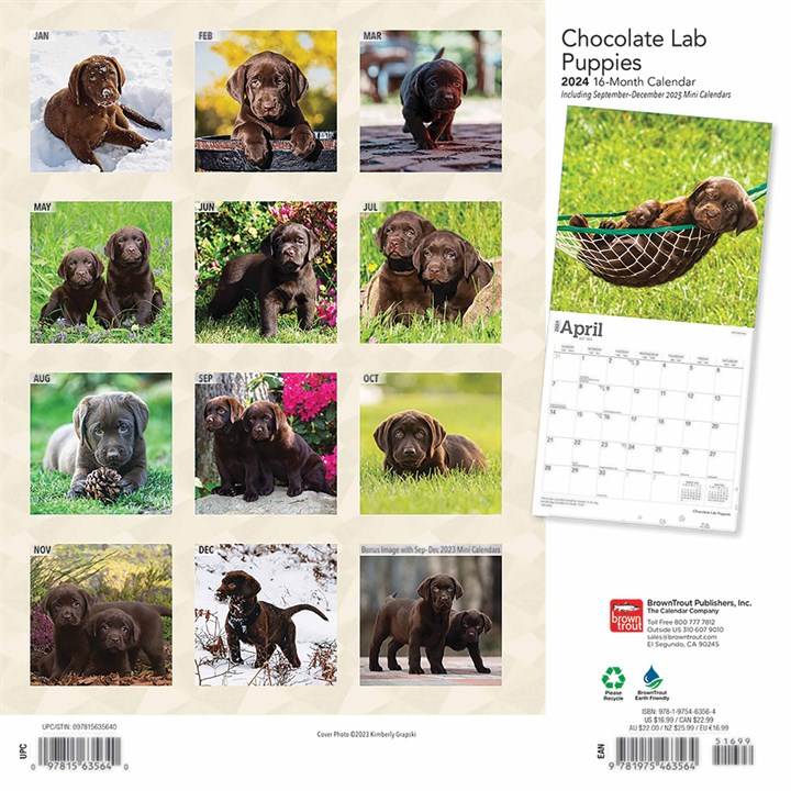 Chocolate Lab Puppies Calendar 2024