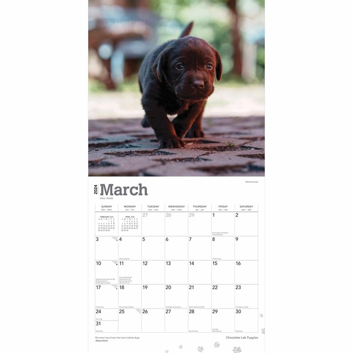 Chocolate Lab Puppies Calendar 2024