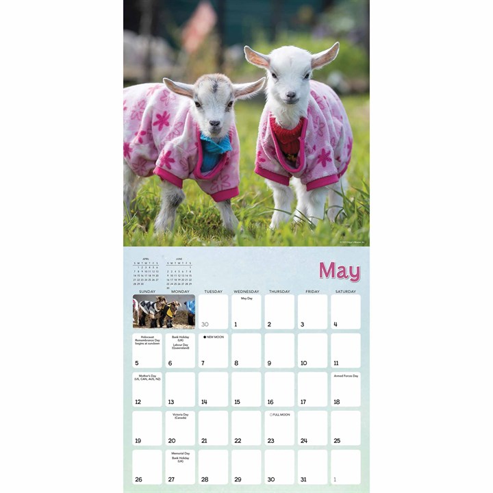 Lambies In Jammies Calendar 2024