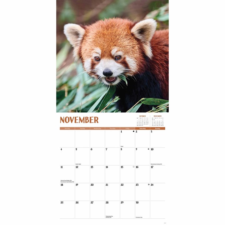 Red Pandas Calendar 2024