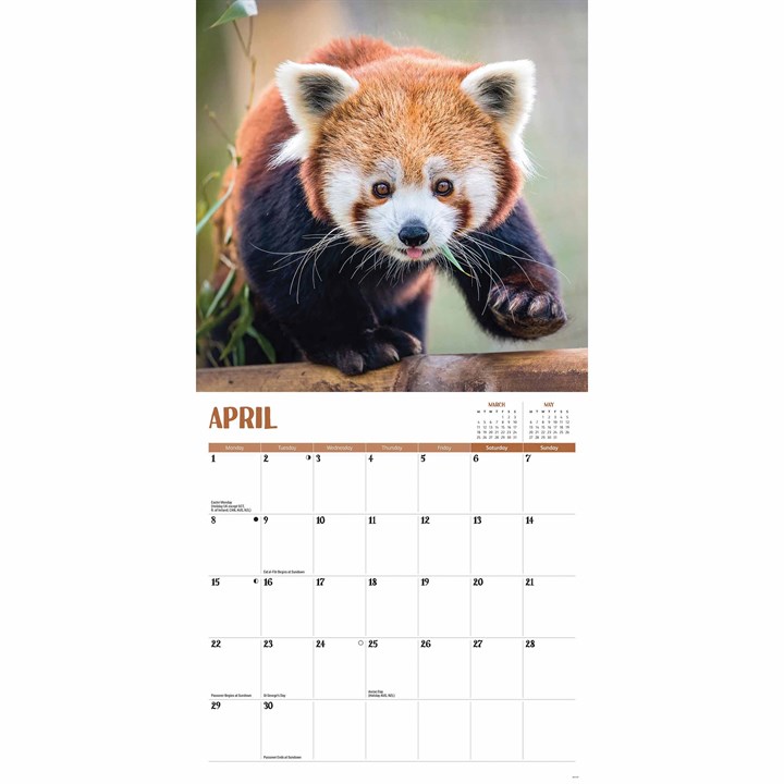 Red Pandas Calendar 2024