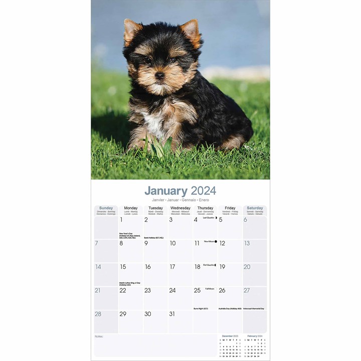 315666 Yorkshire Terrier Puppies Calendar Ins 