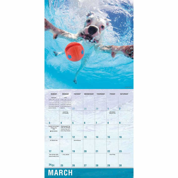 Underwater Dogs Calendar 2024