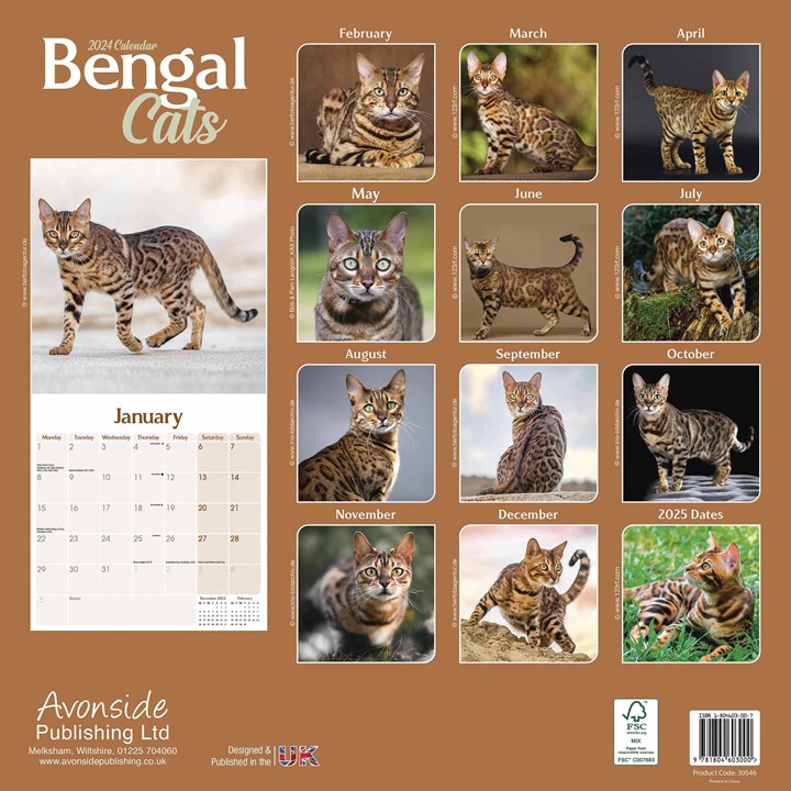 Bengal Cats Calendar 2024