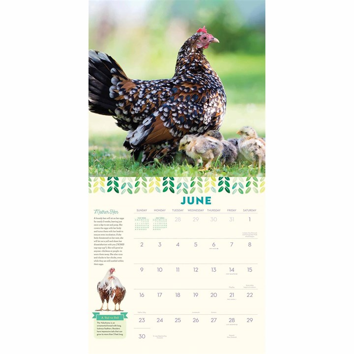 316621 How To Speak Chicken Calendar Ins 
