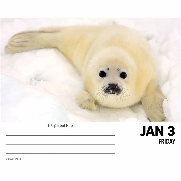 Baby Animals Desk Calendar 2025