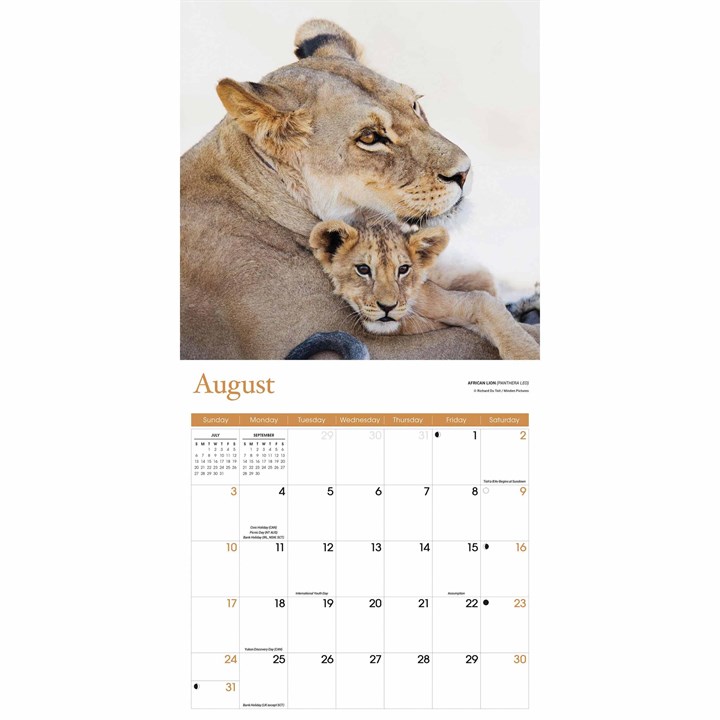 Baby Animals Calendar 2025