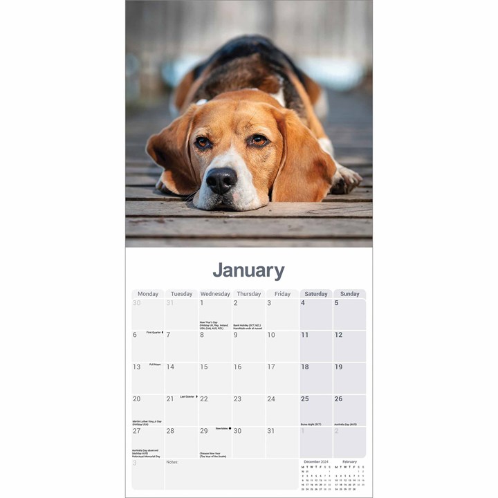 Beagle Calendar 2025