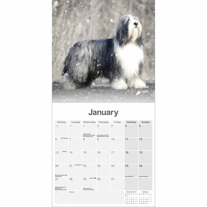 Bearded Collie Calendar 2025