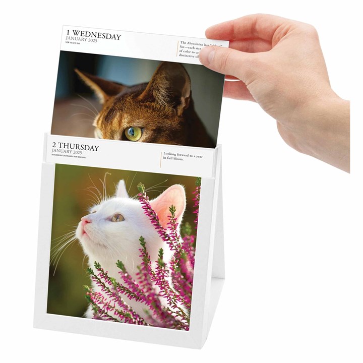 Cat Gallery Desk Calendar 2025