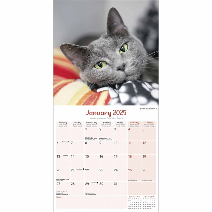 Cats Calendar 2025