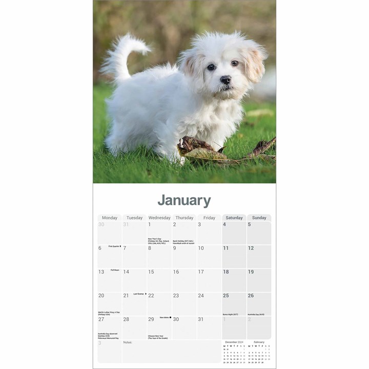 Cavachon Calendar 2025