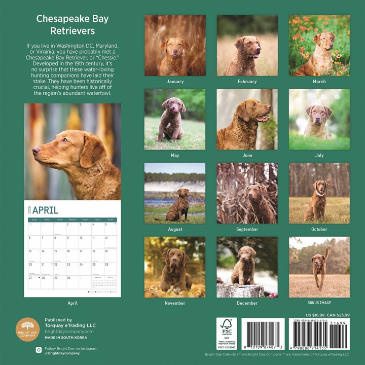 Chesapeake Bay Retrievers Calendar 2025