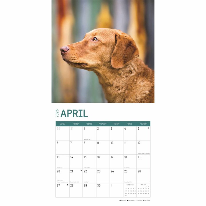 Chesapeake Bay Retrievers Calendar 2025