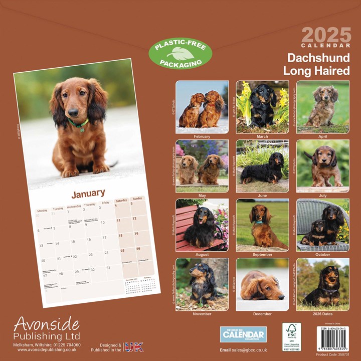 Long Haired Dachshund Calendar 2025