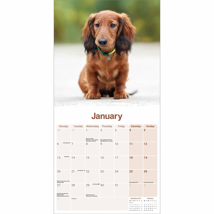 Long Haired Dachshund Calendar 2025