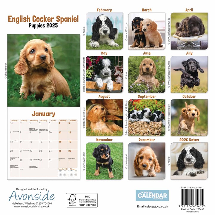 English Cocker Spaniel Puppies Mini Calendar 2025