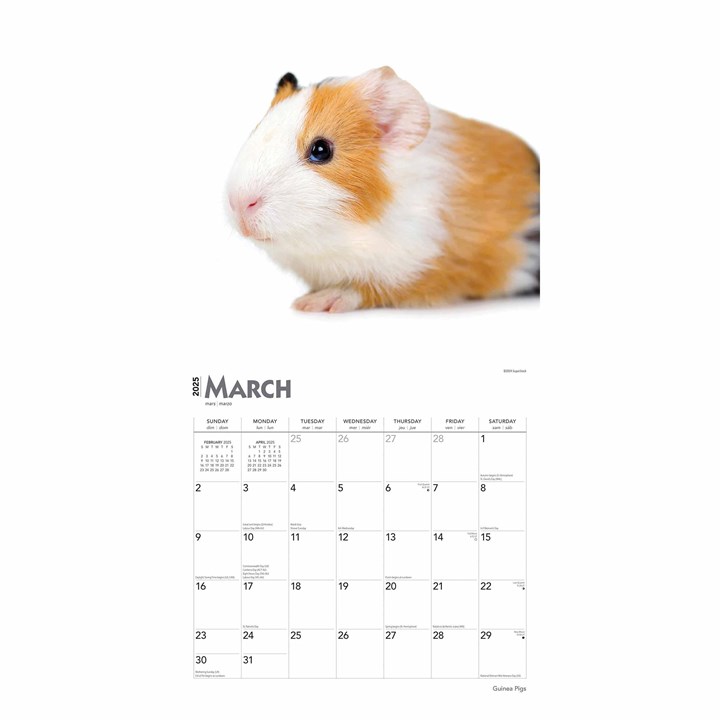 Guinea Pigs Calendar 2025