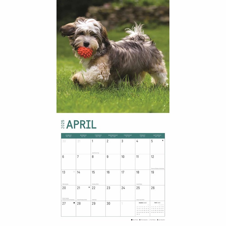 Just Havanese Calendar 2025