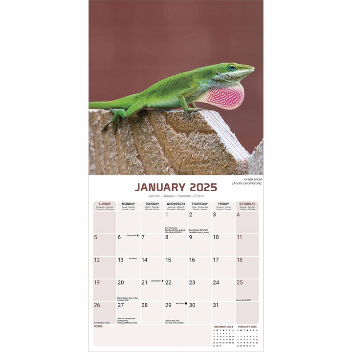 Lizards Calendar 2025