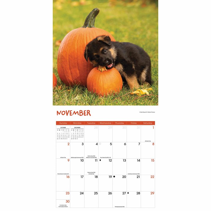 Puppies 2025 Calendar