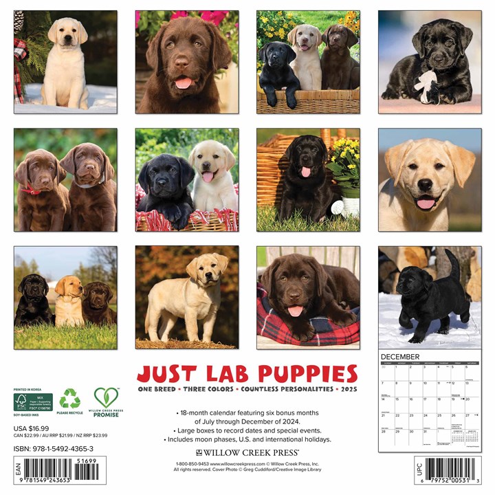 Lab Puppies Calendar 2025