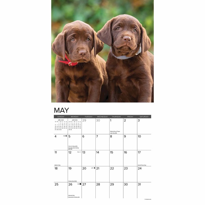 Lab Puppies Calendar 2025