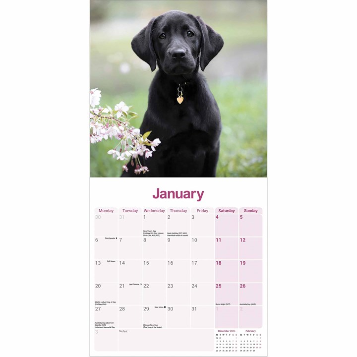 Black Labrador Retriever Calendar 2025