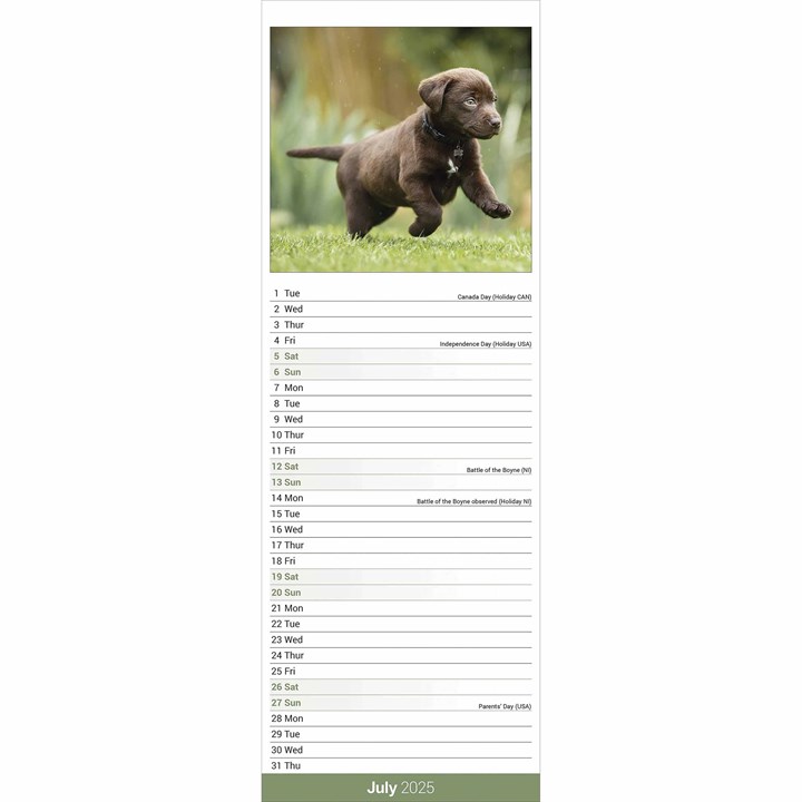 Chocolate Labrador Retriever Slim Calendar 2025